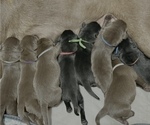 Image preview for Ad Listing. Nickname: Litter of 8