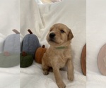 Small Photo #2 Goldendoodle Puppy For Sale in MODESTO, CA, USA