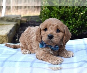 Cavapoo Puppy for sale in COSHOCTON, OH, USA