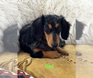 Father of the Dachshund puppies born on 11/28/2025