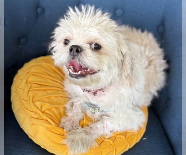 Medium Photo #6 Shih Tzu-Unknown Mix Puppy For Sale in Brooklyn, NY, USA