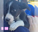 Small #1 Beagle-Border Collie Mix