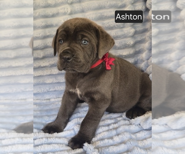 Medium Photo #7 Cane Corso Puppy For Sale in MINERAL WELLS, WV, USA