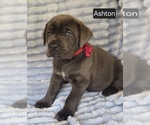 Small #6 Cane Corso