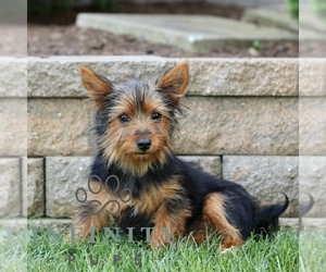 Yorkshire Terrier Puppy for sale in BIRD IN HAND, PA, USA