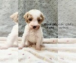 Small #10 Goldendoodle (Miniature)