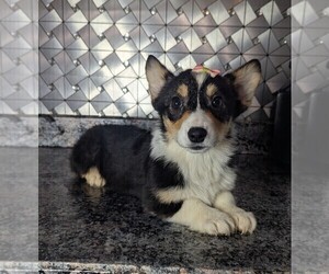 Pembroke Welsh Corgi Puppy for sale in GOSHEN, IN, USA