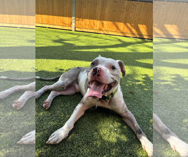 Medium Photo #2 Mutt Puppy For Sale in Hilton Head, SC, USA