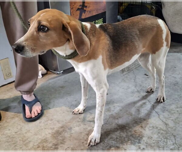 Medium Photo #2 American Foxhound-Unknown Mix Puppy For Sale in Monterey, VA, USA