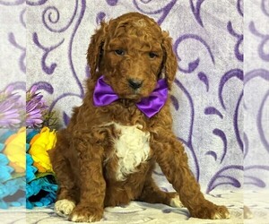 Goldendoodle Puppy for sale in LANCASTER, PA, USA
