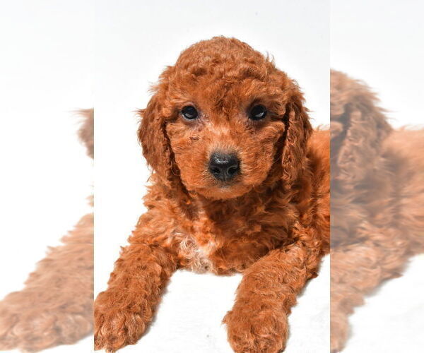 Medium Photo #16 Goldendoodle mix (+ Poodle Miniature) Puppy For Sale in DURHAM, CT, USA