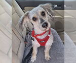 Small #2 Dachshund Mix