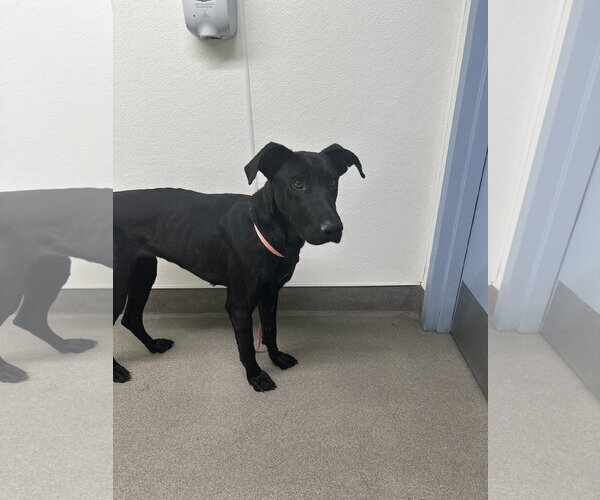 Medium Photo #5 Labrador Retriever-Unknown Mix Puppy For Sale in San Diego, CA, USA