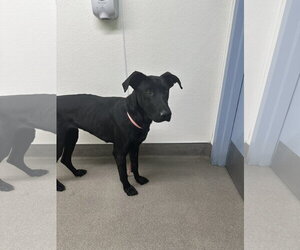 Labrador Retriever-Unknown Mix Dogs for adoption in San Diego, CA, USA