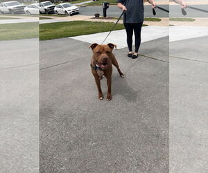 American Staffordshire Terrier-Unknown Mix Dogs for adoption in Stephens City, VA, USA