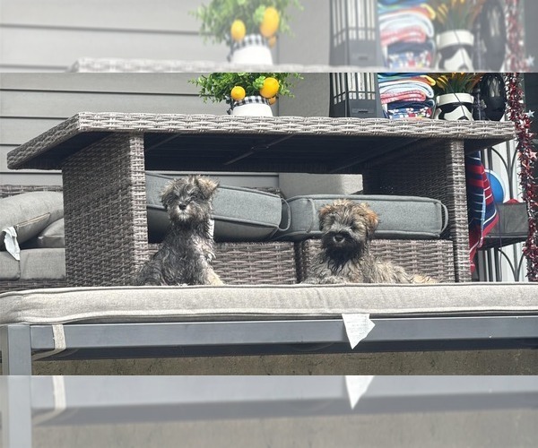 Medium Photo #12 Schnauzer (Miniature) Puppy For Sale in COLUMBUS, IN, USA