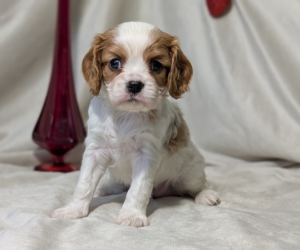 Medium Photo #4 Cavalier King Charles Spaniel Puppy For Sale in GOSHEN, IN, USA