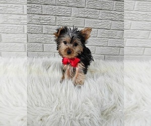Yorkshire Terrier Puppy for sale in INDIANAPOLIS, IN, USA