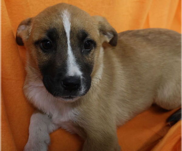 Medium Photo #4 Shepradors Puppy For Sale in Princeton, MN, USA