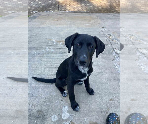 Medium Photo #2 Labrenees Puppy For Sale in Farmerville, LA, USA
