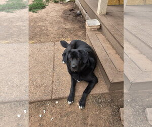 TITAN #2 - Male Akita-Great Pyrenees Mix Dog for Adoption - Photo #3