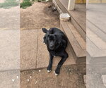 Small #2 Akita-Great Pyrenees Mix