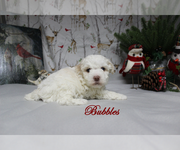 Medium Photo #8 Poodle (Toy) Puppy For Sale in CHANUTE, KS, USA