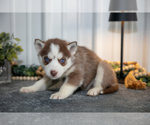 Medium Photo #3 Siberian Husky Puppy For Sale in SHREVE, OH, USA