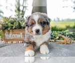 Small #1 Miniature American Shepherd