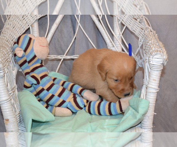 Medium Photo #1 Golden Retriever Puppy For Sale in OWEN, WI, USA