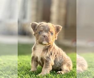 French Bulldog Puppy for sale in LAS VEGAS, NV, USA