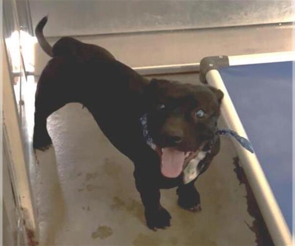 Medium Photo #1 Beagle-Unknown Mix Puppy For Sale in Camarillo, CA, USA