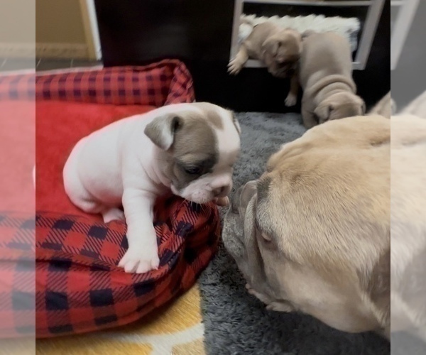 Medium Photo #7 French Bulldog Puppy For Sale in WEXFORD, PA, USA