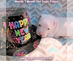 Small Photo #67 Dogo Argentino Puppy For Sale in JANE, MO, USA