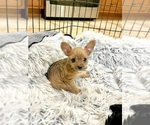 Puppy Molly Yorkshire Terrier