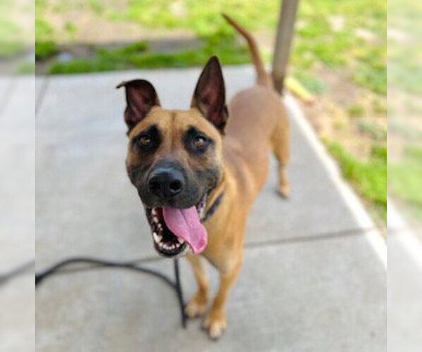Medium Photo #1 Mutt Puppy For Sale in Modesto, CA, USA