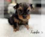 Small #5 Yorkshire Terrier