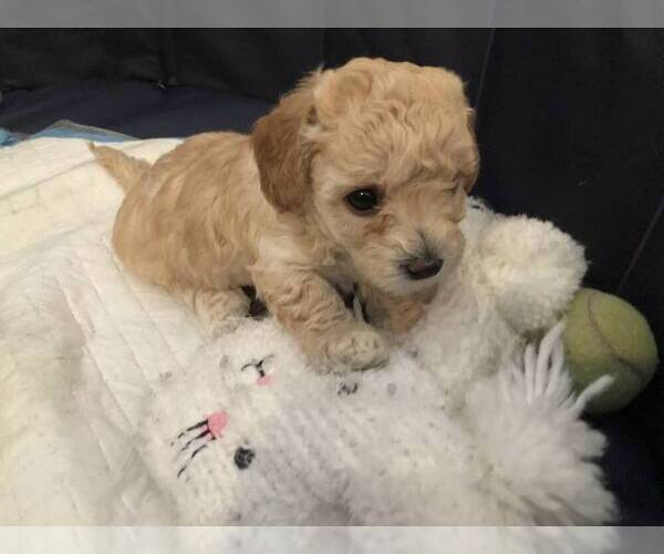 Medium Photo #4 Poodle (Toy) Puppy For Sale in ROHNERT PARK, CA, USA