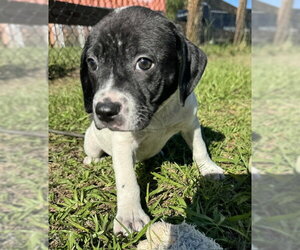 Diva - Female Bulldog-Unknown Mix Dog for Adoption