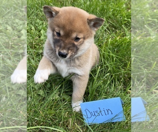 Medium Photo #2 Shiba Inu Puppy For Sale in BONDUEL, WI, USA