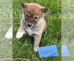 Small Photo #2 Shiba Inu Puppy For Sale in BONDUEL, WI, USA