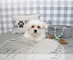 Small Photo #7 Maltese Puppy For Sale in MARIETTA, GA, USA