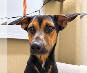 German Shepherd Dog-Unknown Mix Dogs for adoption in Lake Forest, CA, USA