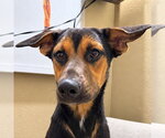 Small German Shepherd Dog Mix