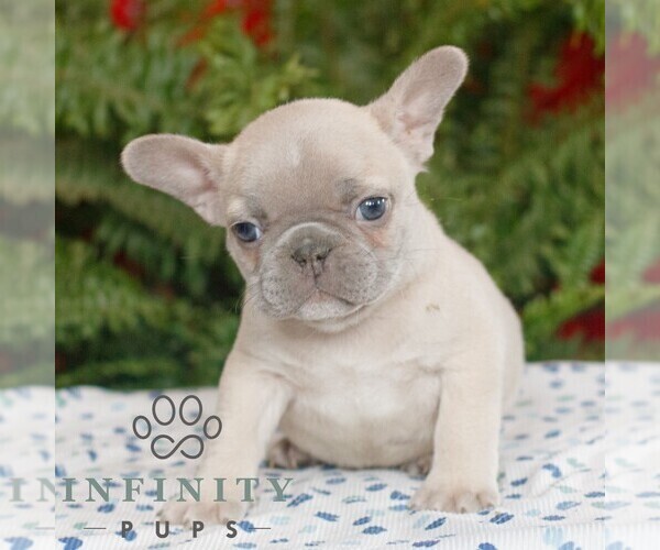 Medium Photo #3 French Bulldog Puppy For Sale in RONKS, PA, USA