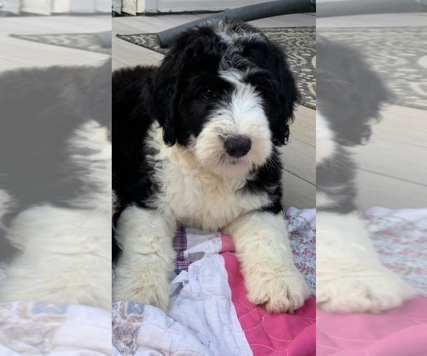 Medium Photo #1 Sheepadoodle Puppy For Sale in FREDERICKTOWN, MO, USA