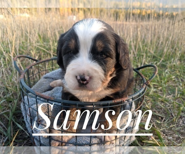 Medium Photo #2 Bernese Mountain Dog Puppy For Sale in BONNERS FERRY, ID, USA