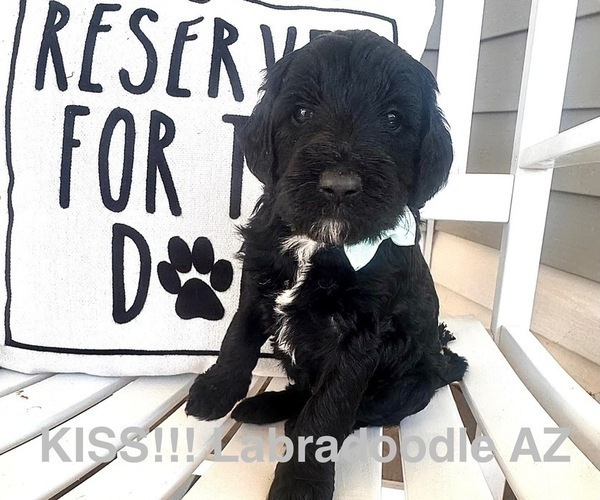 Medium Photo #1 Labradoodle Puppy For Sale in SAFFORD, AZ, USA
