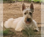 Small Photo #6 Scottish Terrier Puppy For Sale in EVA, AL, USA