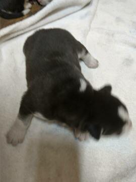 Medium Photo #3 Siberian Husky Puppy For Sale in ELLENDALE, MN, USA